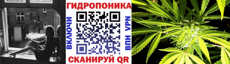 Конопля гибрид  Калачинск 